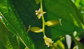 Dioscorea villosa